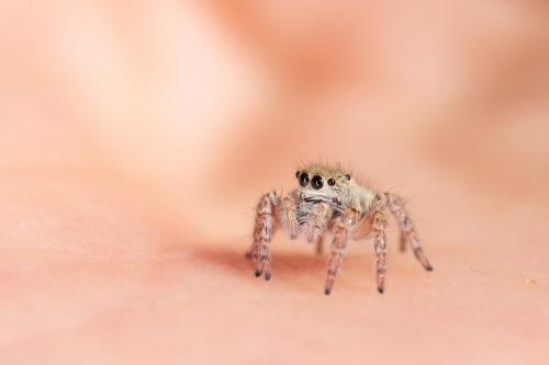 Carrhotus xanthogramma